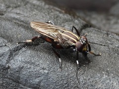 Ropalomeridae