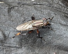 Ropalomeridae