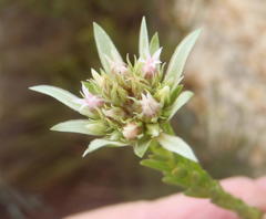 Euchaetis longibracteata