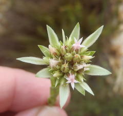 Euchaetis longibracteata