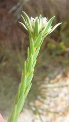 Euchaetis longibracteata
