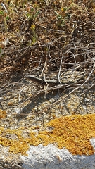 Podarcis carbonelli berlengensis