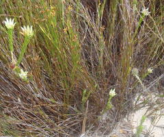 Euchaetis longibracteata
