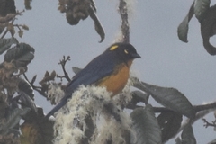 Anisognathus lacrymosus