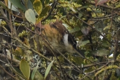 Pseudocolaptes boissonneautii