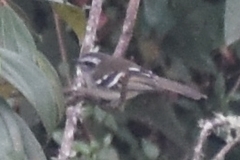 Mecocerculus stictopterus