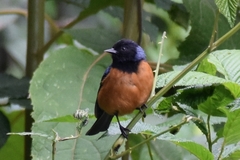 Conirostrum sitticolor