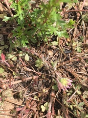 Trifolium microcephalum