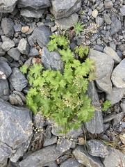 Heuchera glabra