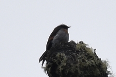 Ochthoeca rufipectoralis