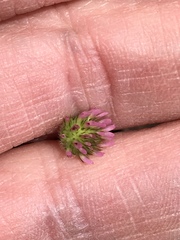 Trifolium microcephalum
