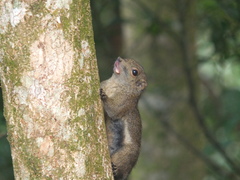 Callosciurus orestes