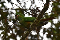 Leptosittaca branickii