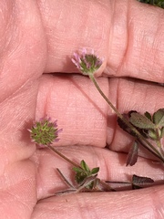 Trifolium microcephalum