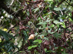 Hibiscus hispidissimus