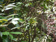 Hibiscus hispidissimus
