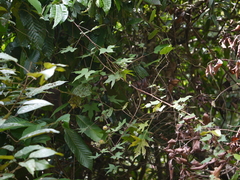Hibiscus hispidissimus
