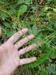 Juncus anthelatus
