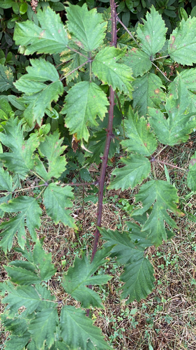 Rubus laciniatus iNat (3)