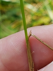 Juncus anthelatus