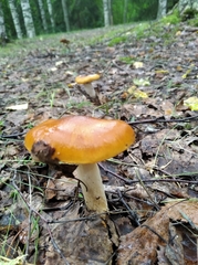 Gymnopilus allantopus