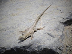 Microlophus peruvianus