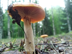 Gymnopilus allantopus