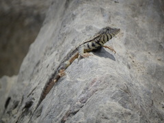 Microlophus peruvianus