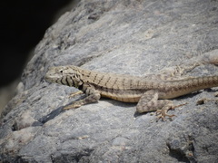 Microlophus peruvianus