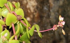 Crassula pellucida marginalis
