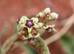 Raphionacme procumbens