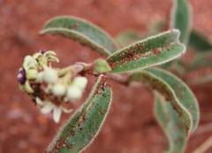 Raphionacme procumbens