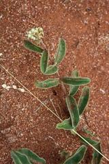 Raphionacme procumbens