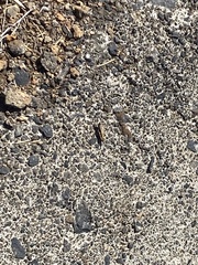 Calliptamus plebeius