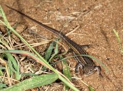 Meroles squamulosus