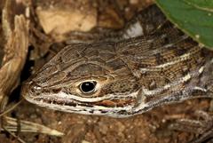 Meroles squamulosus