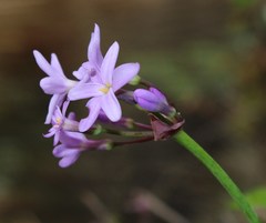 Tulbaghia