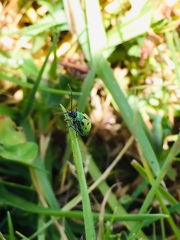 Diabrotica decempunctata