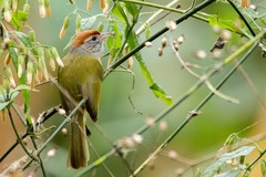 Hylophilus amaurocephalus