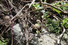 Rhoicissus tridentata