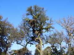 Sideroxylon obtusifolium