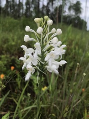 Platanthera blephariglottis conspicua