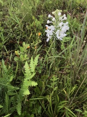 Platanthera blephariglottis conspicua