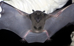 Phyllostomus hastatus