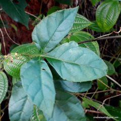 Magnoliopsida