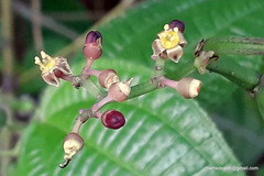Magnoliopsida