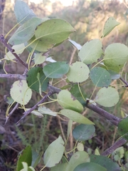 Pyrus bourgaeana