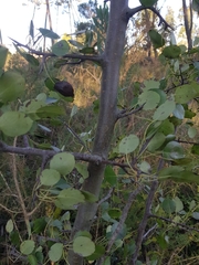 Pyrus bourgaeana