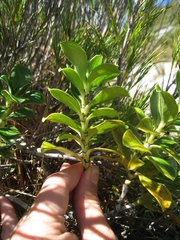Coprosma serrulata