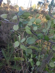 Pyrus bourgaeana